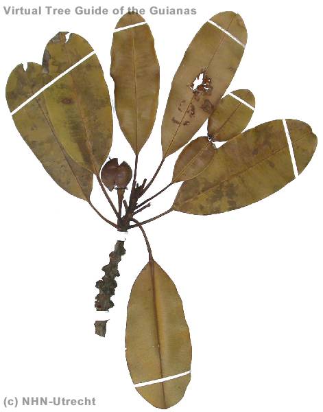 ماساراندوبا